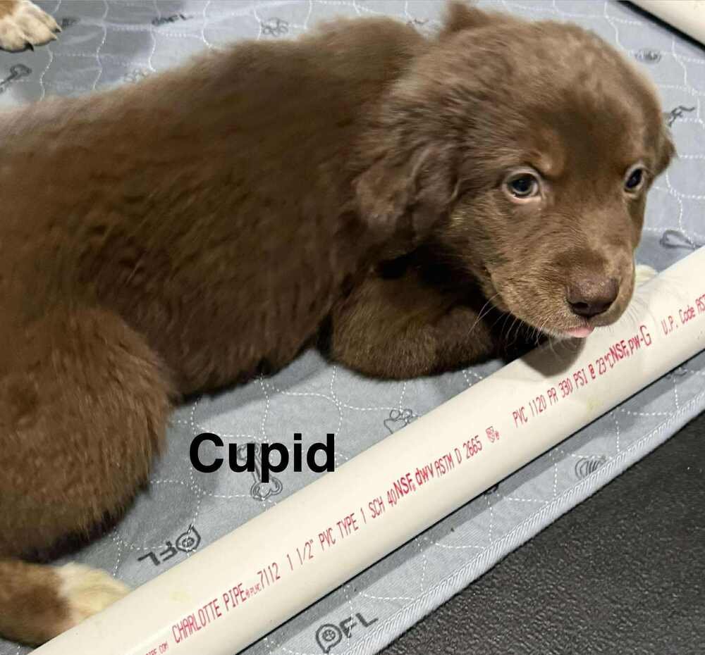 PUPPY LOVE : CUPID - Australian Shepherd / Rottweiler available for adoption