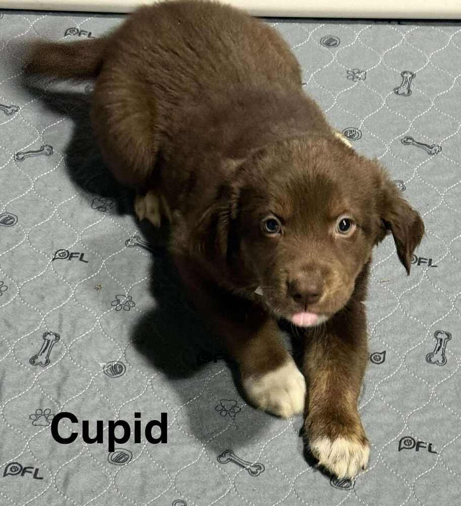 Puppy Love : Cupid - Photo 3
