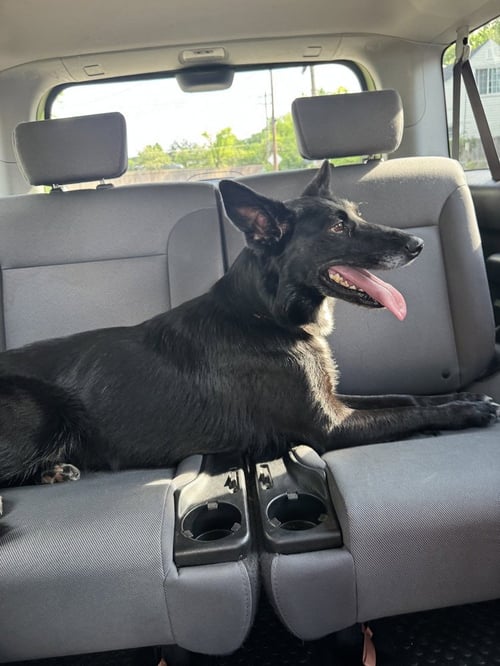 CD : DOLLY - German Shepherd Dog / Flat-coated Retriever available for adoption