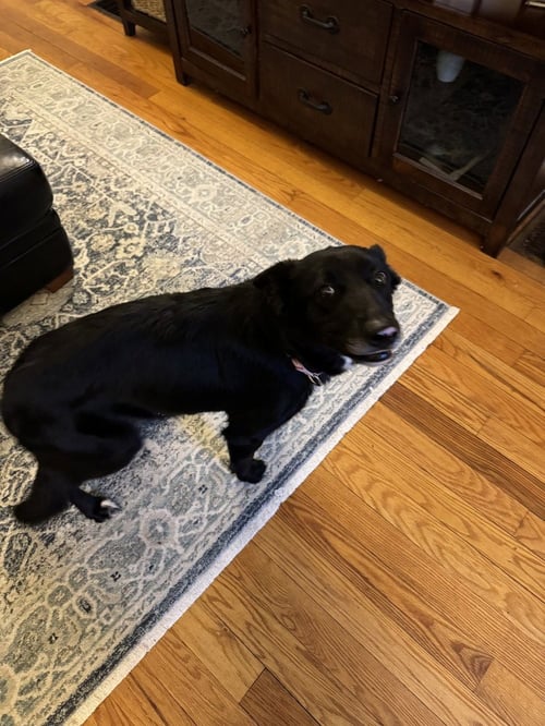 CD : DOLLY - German Shepherd Dog / Flat-coated Retriever available for adoption