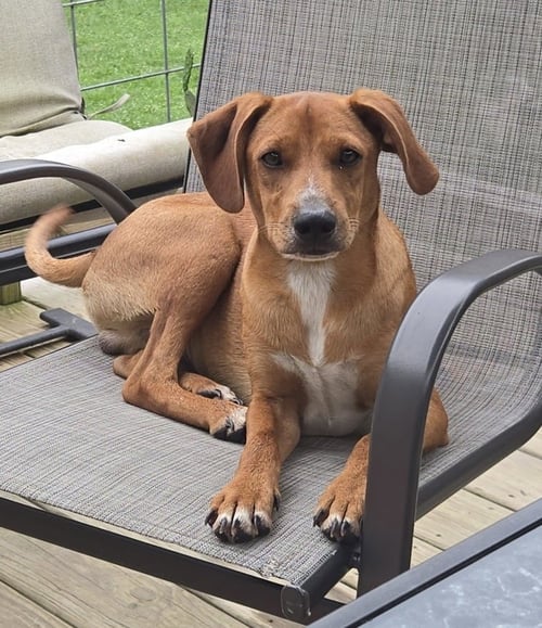 CD : BEAR - Mountain Cur / Hound available for adoption