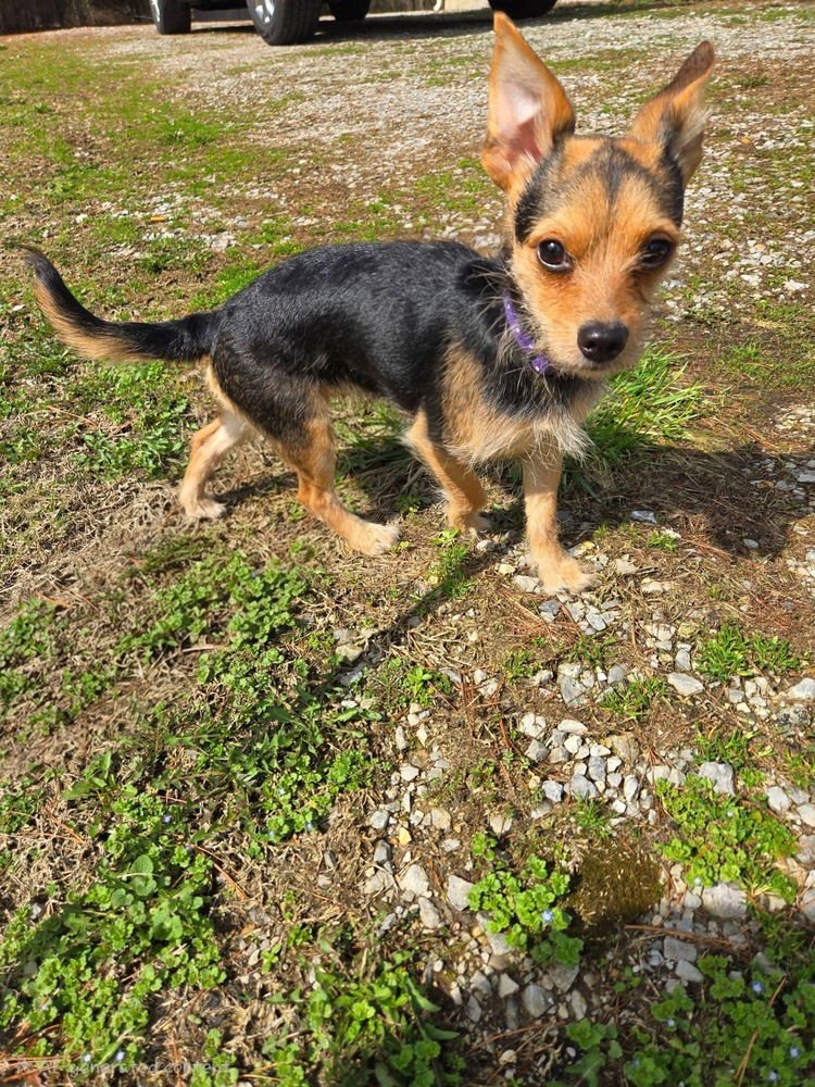 LAYLA MAE - Border Terrier available for adoption