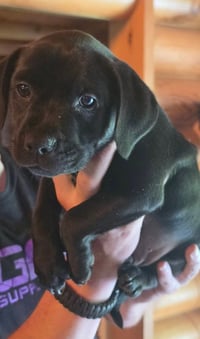 Peanuts Pups : Linus - Photo 1