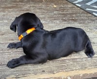 Peanuts Pups : Linus - Photo 2
