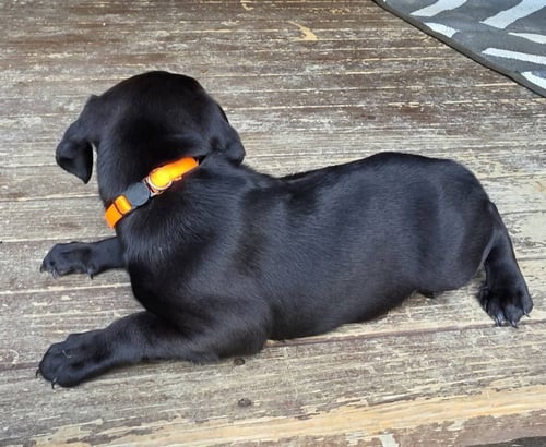 PEANUTS PUPS : LINUS - Dachshund / Australian Cattle Dog/Blue Heeler available for adoption