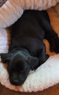 Peanuts Pups : Linus - Photo 3