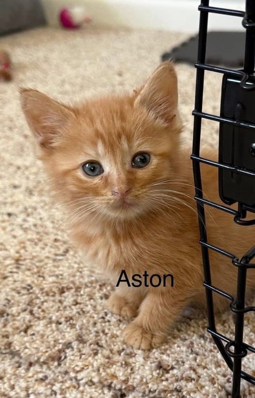 LUXURY KITTIES : ASTON