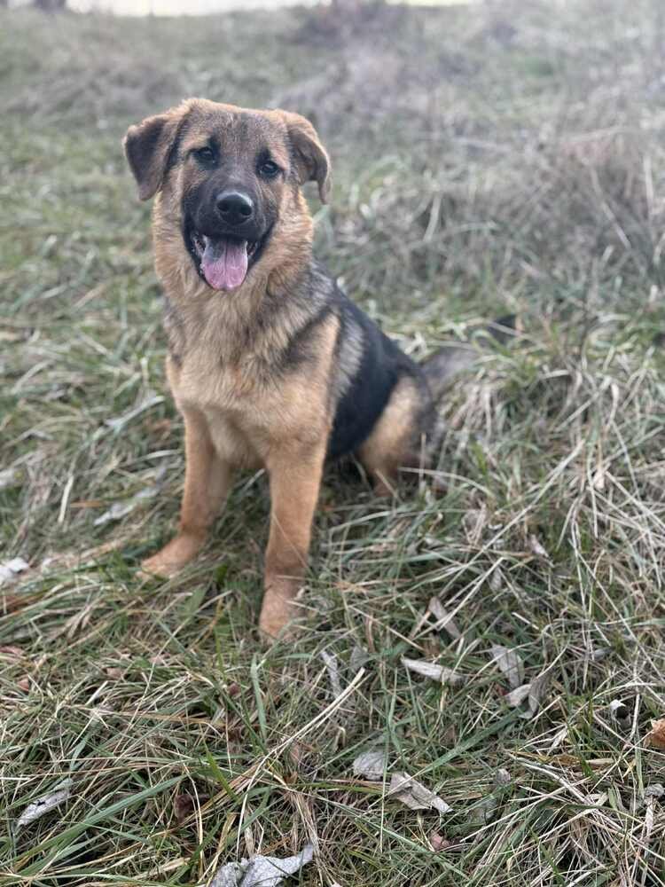MISS DAISY MAY - German Shepherd Dog available for adoption