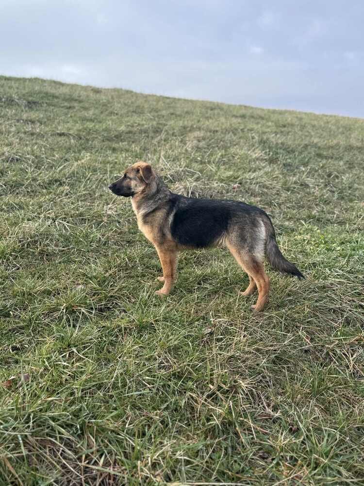 MISS DAISY MAY - German Shepherd Dog available for adoption