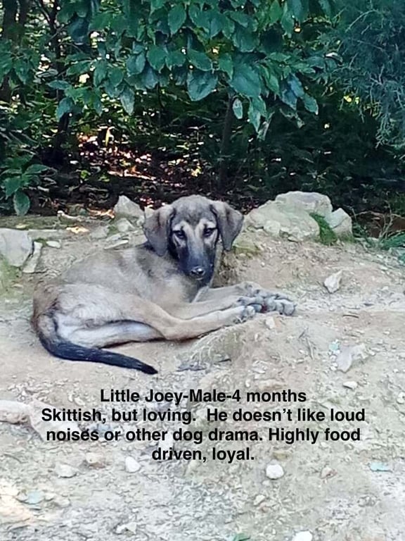 Poor Babies : Joey Image