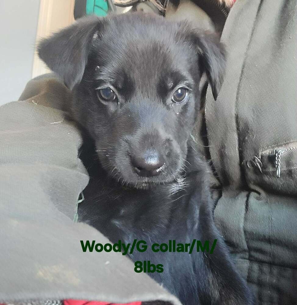 TOY STORY PAWS : WOODY - German Shepherd Dog / Rhodesian Ridgeback available for adoption