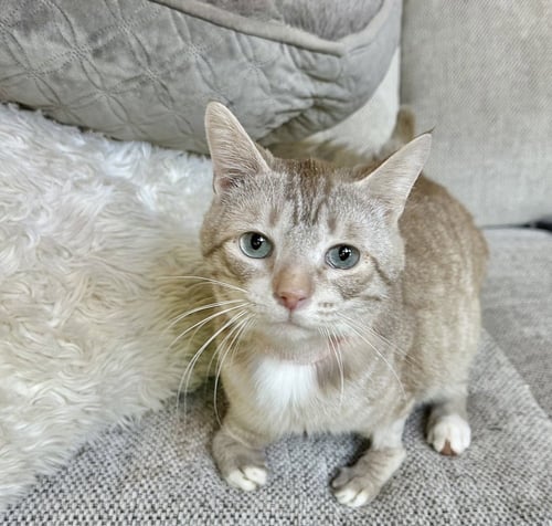 MASONS : REX - Domestic Short Hair / Siamese available for adoption