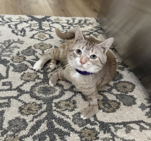 MASONS : REX - Domestic Short Hair / Siamese available for adoption