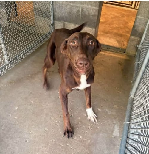 PATTY CAKE - Labrador Retriever / Shepherd available for adoption