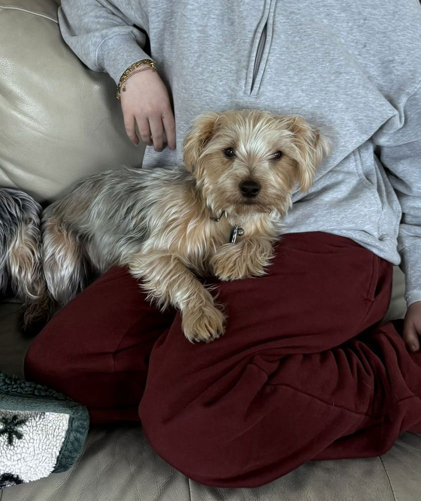YORKIE BROS : PEANUT - Yorkshire Terrier Yorkie available for adoption