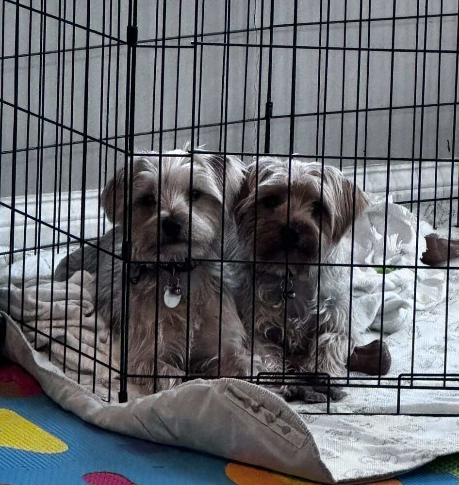 YORKIE BROS : PEANUT - Yorkshire Terrier Yorkie available for adoption