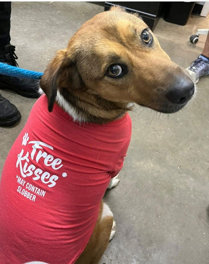 HULK - Shepherd / Beagle available for adoption