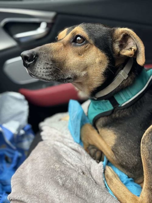 BAXTER BOY - Miniature Pinscher / Jack Russell Terrier available for adoption
