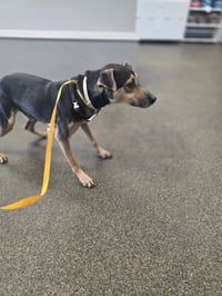 Baxter Boy - Photo 3