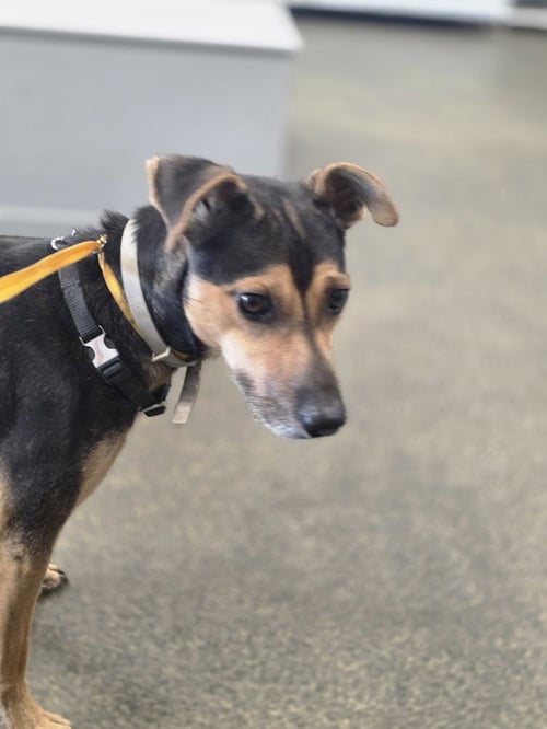 BAXTER BOY - Miniature Pinscher / Jack Russell Terrier available for adoption