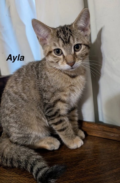 Moon Kitties : Ayla Image