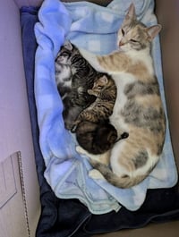 Moon Kitties : Ayla - Photo 2