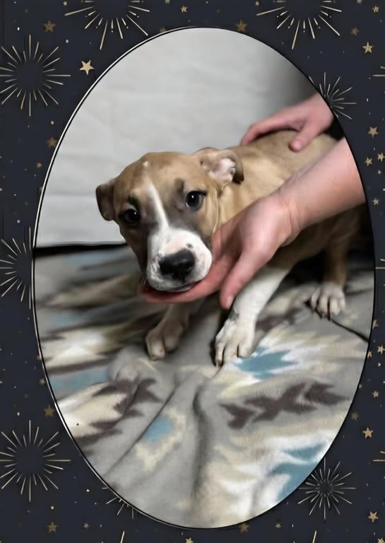 Floyd Dawgs : Orisa Image
