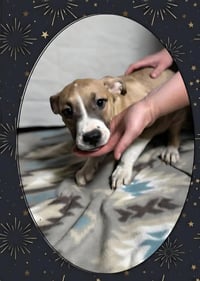 Floyd Dawgs : Orisa - Photo 1
