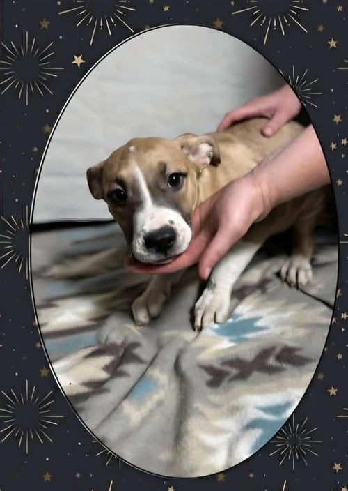FLOYD DAWGS : ORISA - Shepherd / Pit Bull Terrier available for adoption