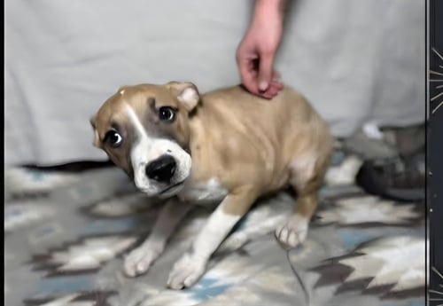 FLOYD DAWGS : ORISA - Shepherd / Pit Bull Terrier available for adoption