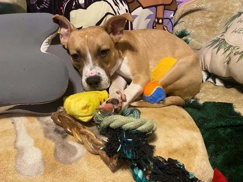 FLOYD DAWGS : ORISA - Shepherd / Pit Bull Terrier for adoption in Cincinnati