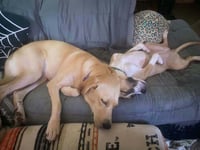 Floyd Dawgs : Orisa - Photo 4