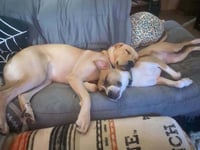 Floyd Dawgs : Orisa - Photo 2