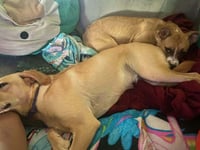 Floyd Dawgs : Orisa - Photo 3