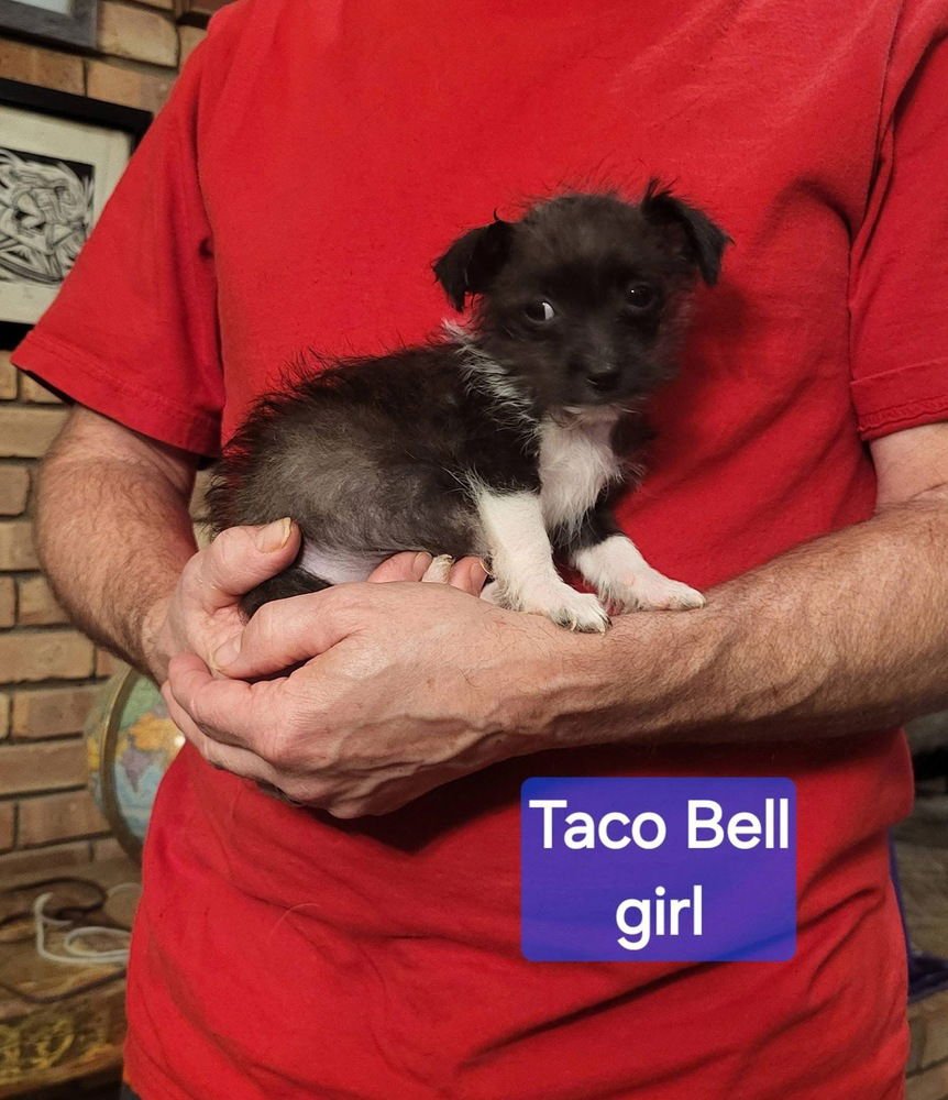 FAST FOOD GANG : TACO BELL - Jack Russell Terrier / Terrier available for adoption