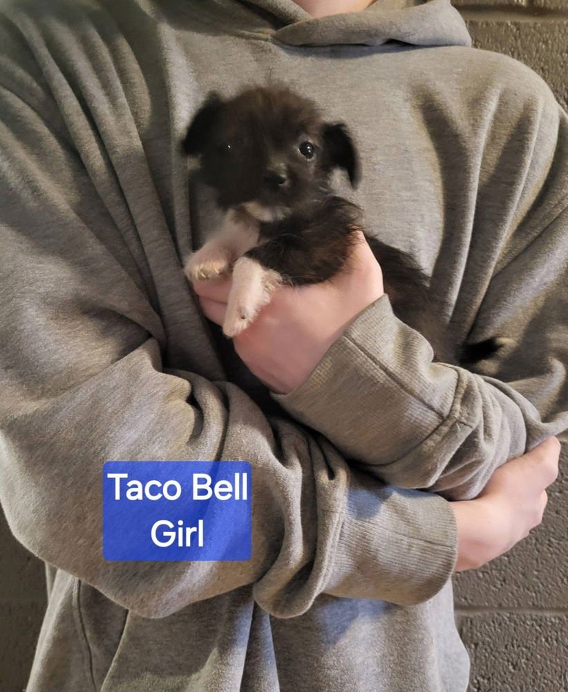 FAST FOOD GANG : TACO BELL - Jack Russell Terrier / Terrier available for adoption