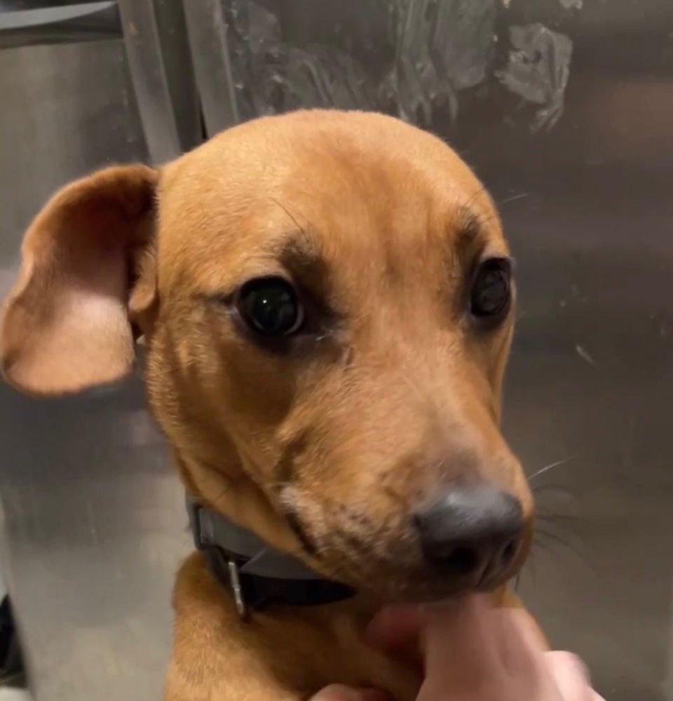 LADY JEAN - Dachshund / Beagle available for adoption