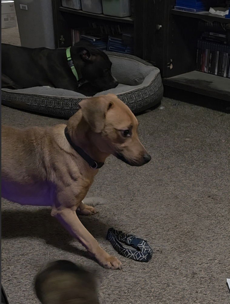 LADY JEAN - Dachshund / Beagle available for adoption