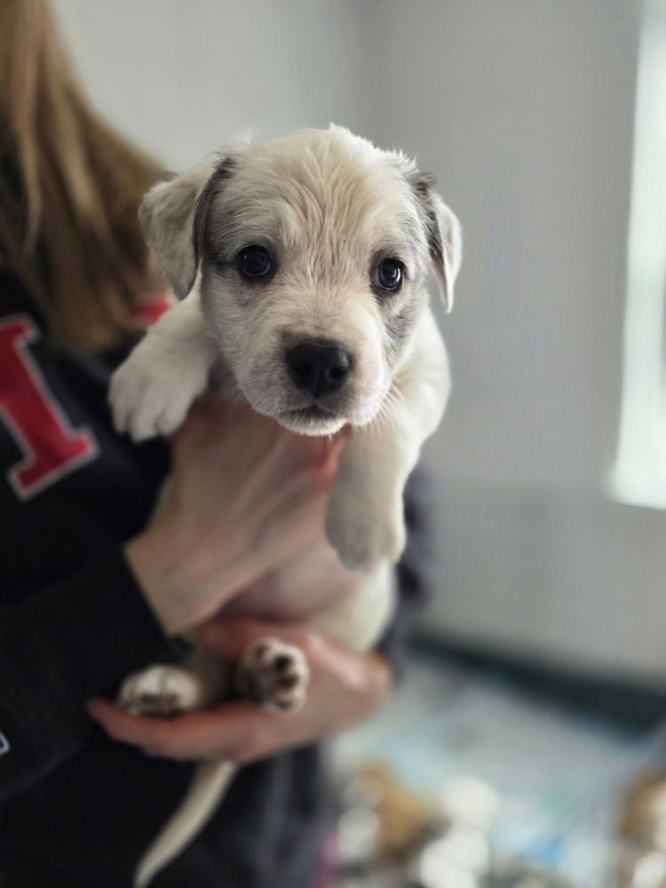 LADYBIRDS :  DULCE - Catahoula Leopard Dog / Australian Shepherd available for adoption