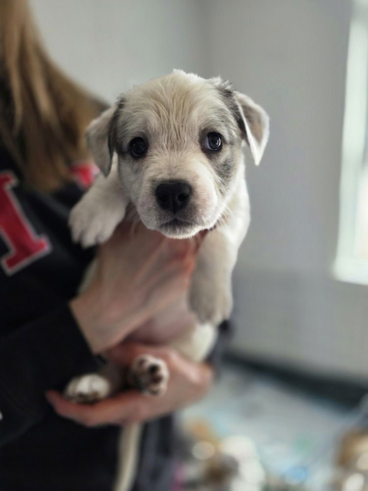 LADYBIRDS :  DULCE - Catahoula Leopard Dog / Australian Shepherd available for adoption