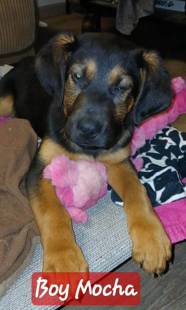 COFFEE SHOP CREW : MOCHA - German Shepherd Dog available for adoption