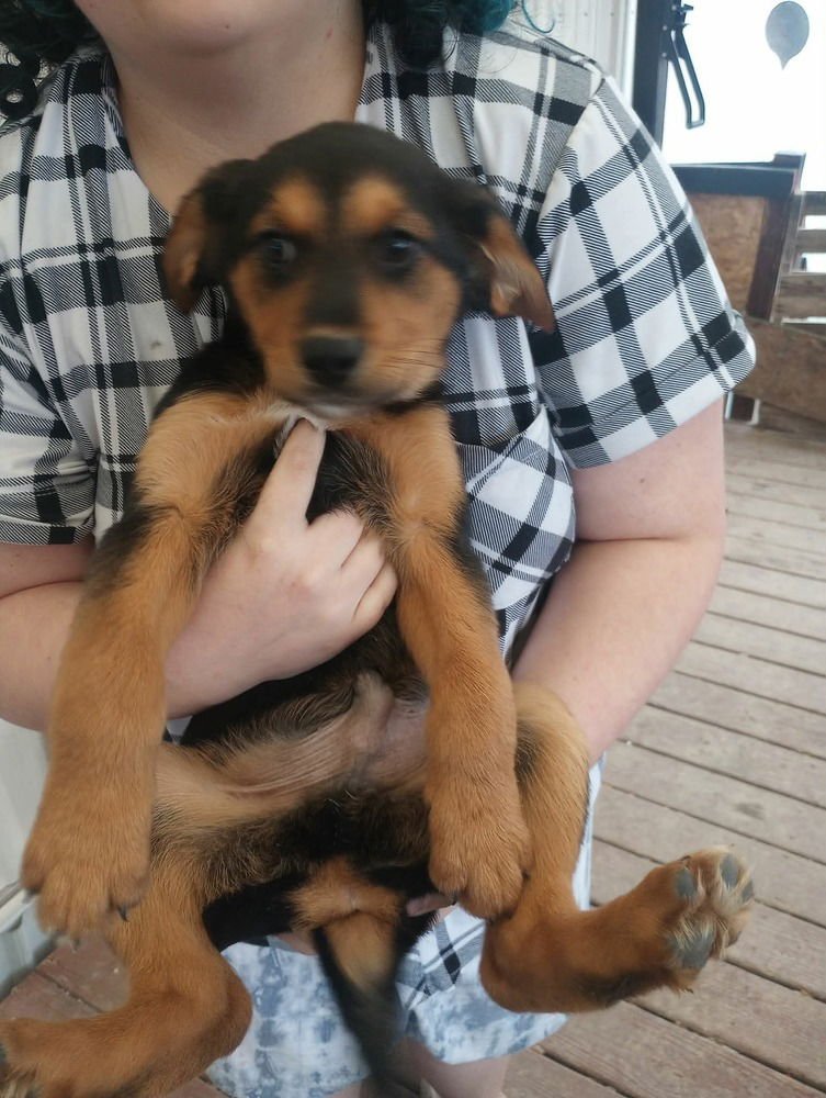 COFFEE SHOP CREW : MOCHA - German Shepherd Dog available for adoption