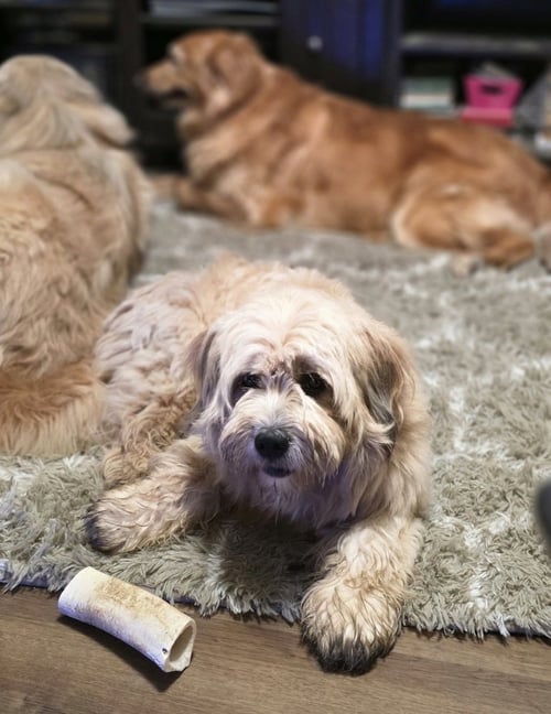 ODIE TZU - Shih Tzu available for adoption