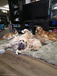 Odie Tzu - Photo 2