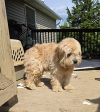 Odie Tzu - Photo 3