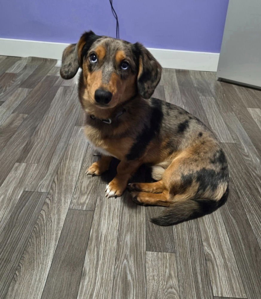 WILLIE - Dachshund / Corgi available for adoption