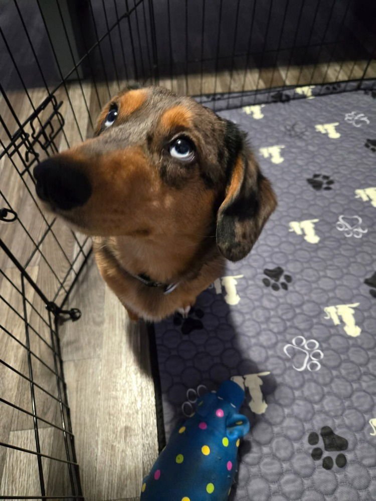 WILLIE - Dachshund / Corgi available for adoption