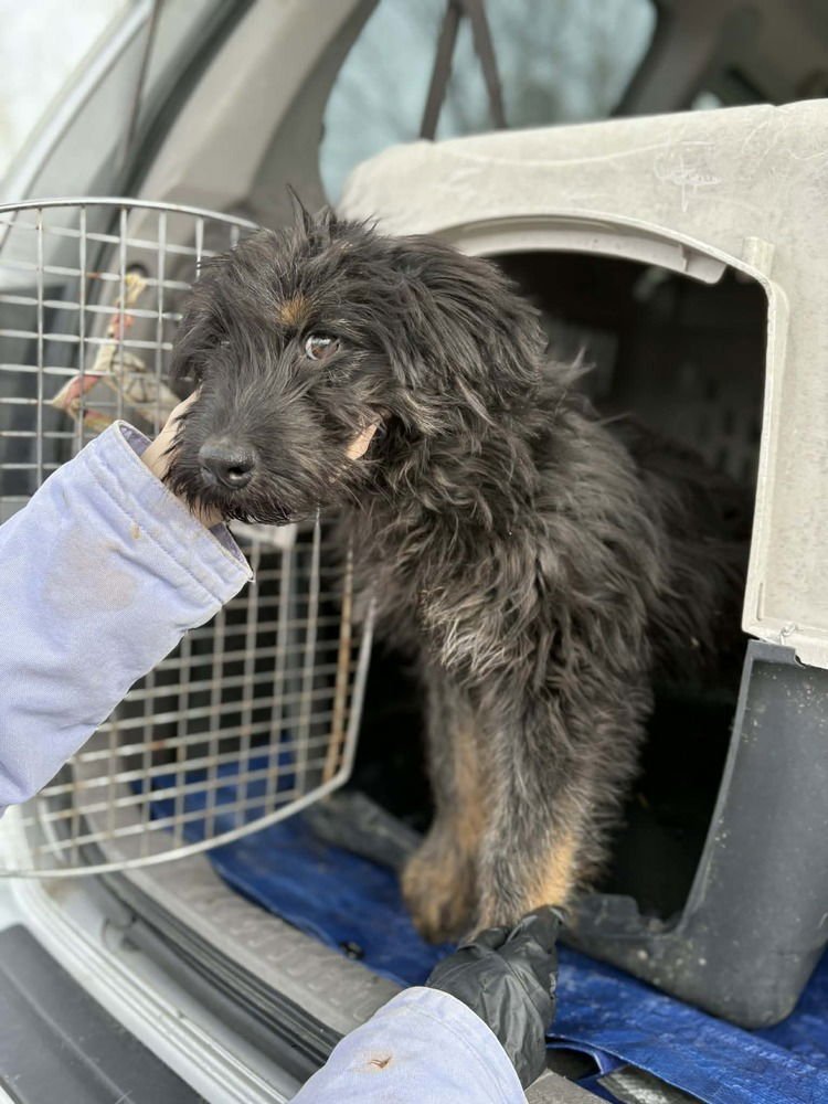 EVIE DOO - Labrador Retriever / German Shepherd Dog available for adoption