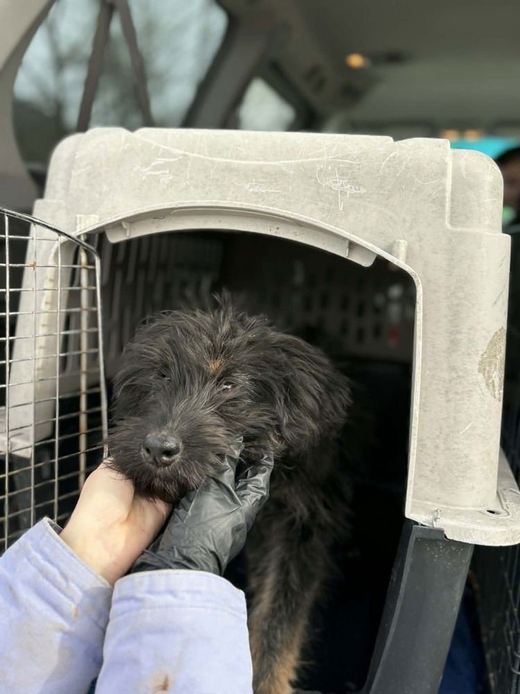 EVIE DOO - Labrador Retriever / German Shepherd Dog available for adoption