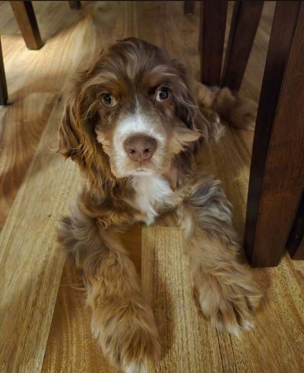 Louie Boy Image